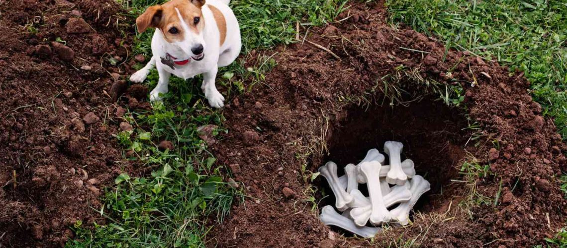 Why Dogs Bury Bones and Other Objects-WildCreaturey