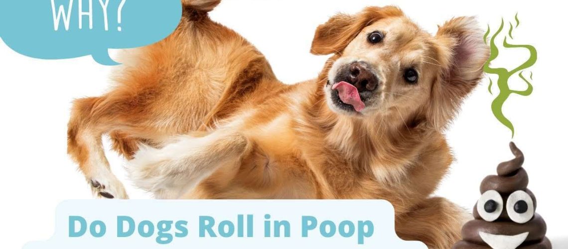 Why Dogs Roll In Poop and Other Stinky Things-WildCreaturey