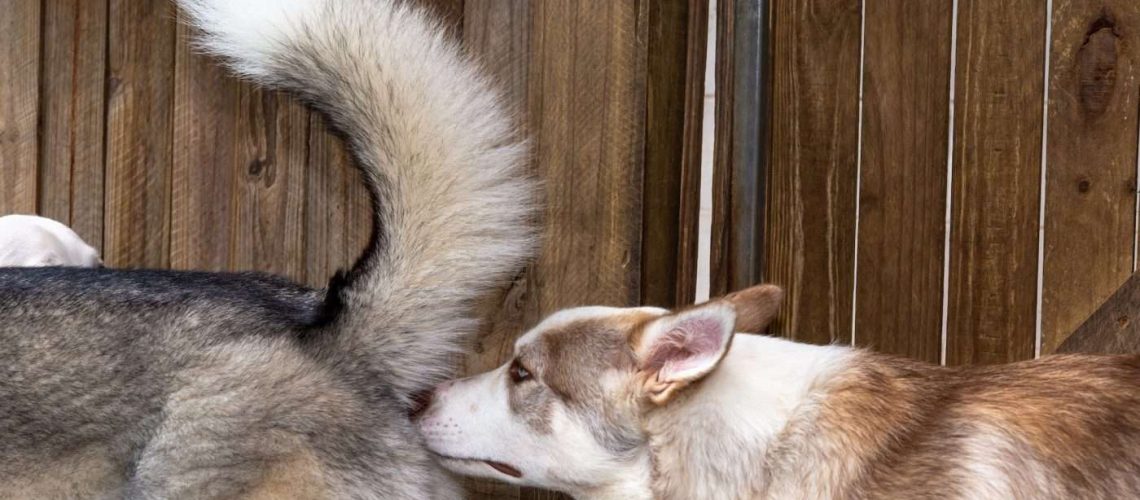 Why Dogs Sniff Each Others Butts-WildCreaturey