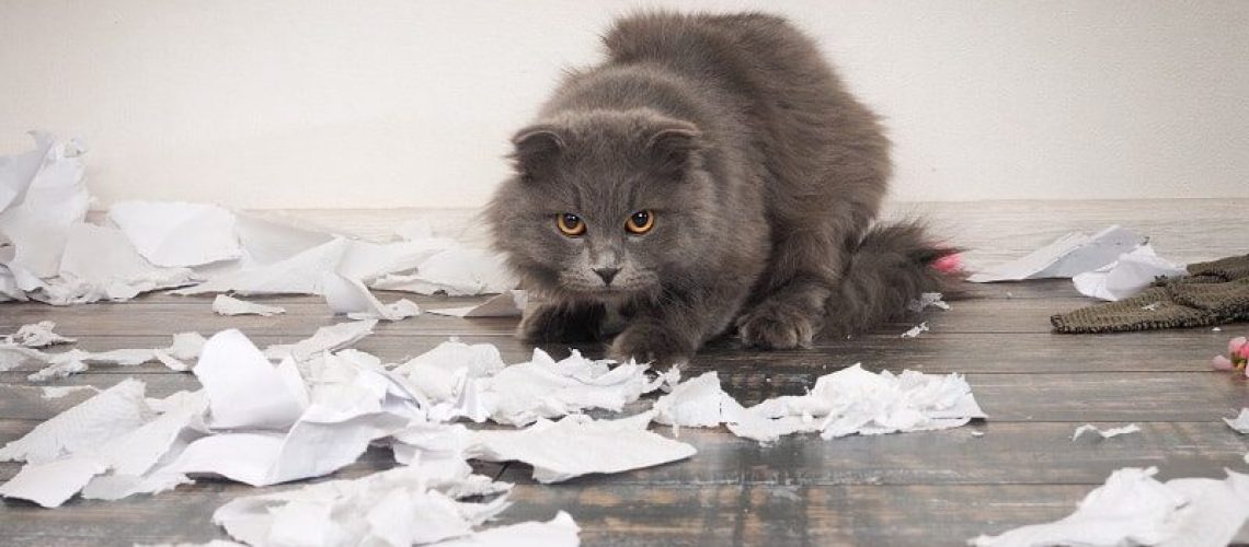 Why-Is-My-Cat-Eating-Paper