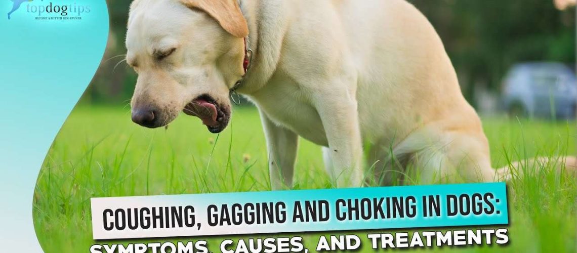 Why Is My Dog Coughing and Gagging?-WildCreaturey