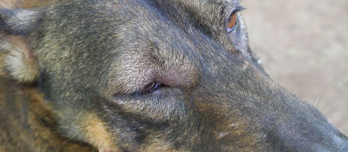 Why Is My Dogâ€™s Eye Swollen?-WildCreaturey