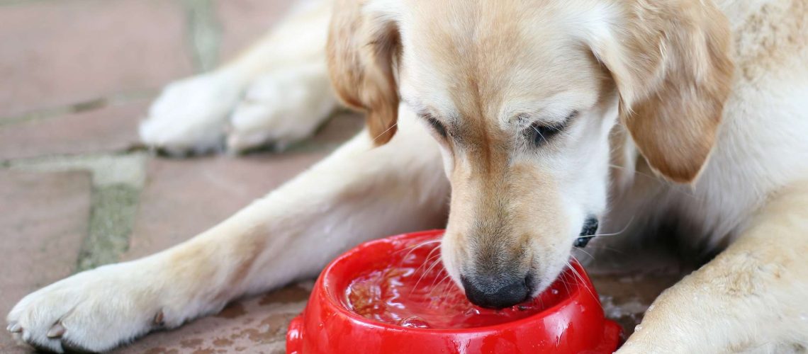 Why Is My Senior Dog Drinking a Lot of Water?-WildCreaturey