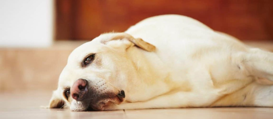 Why Your Dog Is Bored and How to Stop It-WildCreaturey