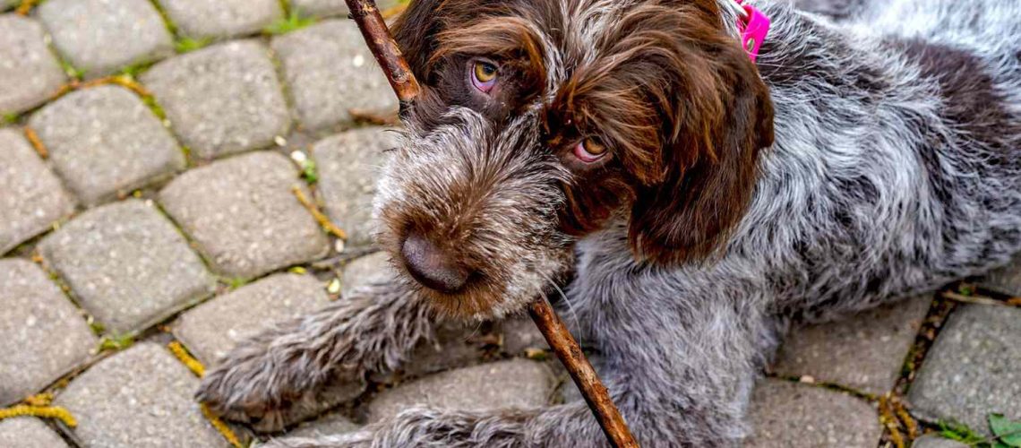 Wirehaired Pointing Griffon: Breed Characteristics & Care-WildCreaturey