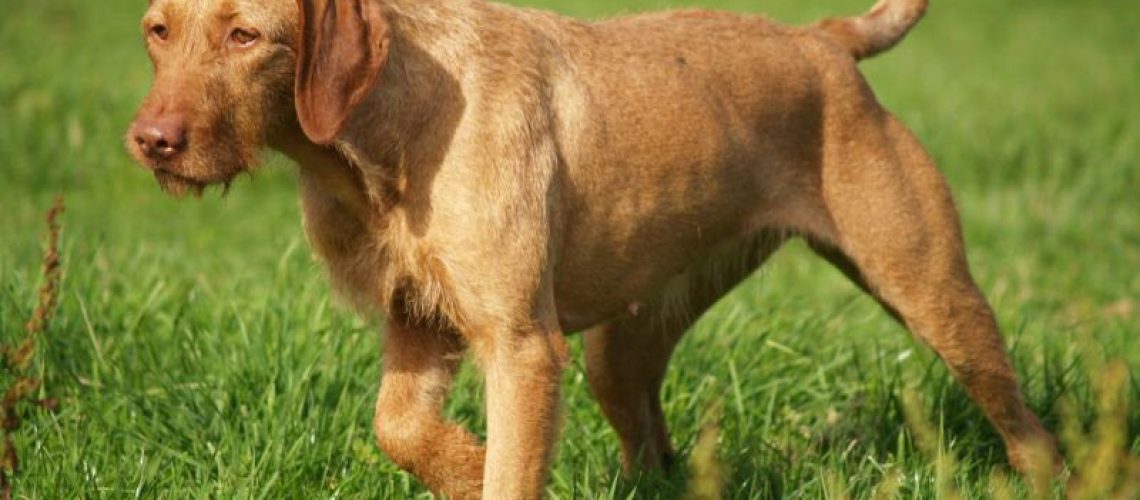 Wirehaired Vizsla: Dog Breed Characteristics & Care-WildCreaturey