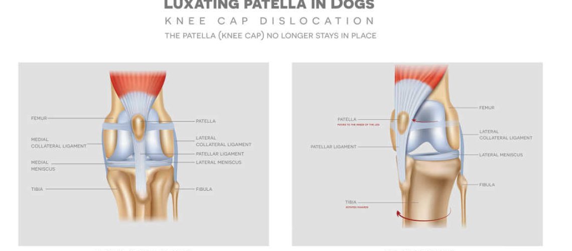 Wobbly Walks: Decoding Luxating Patella in Cats