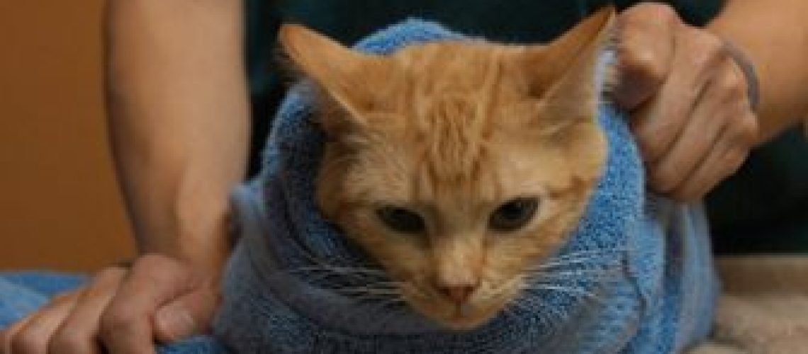 Wrap and Roll: The Safe Way to Burrito Your Cat