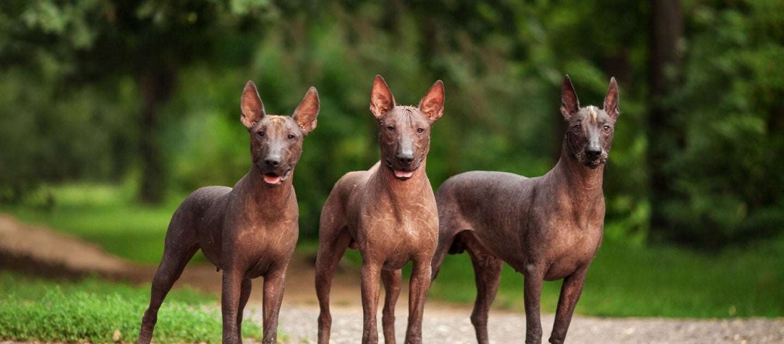 Xoloitzcuintli (Mexican Hairless Dog): Dog Breed Characteristics & Care-WildCreaturey