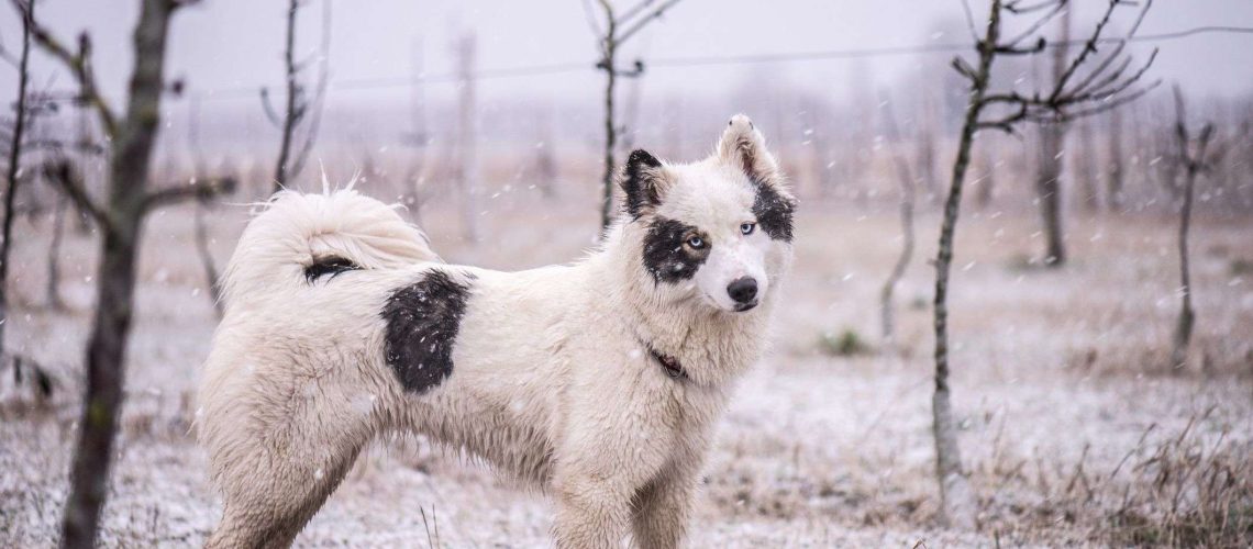 Yakutian Laika: Dog Breed Characteristics & Care-WildCreaturey