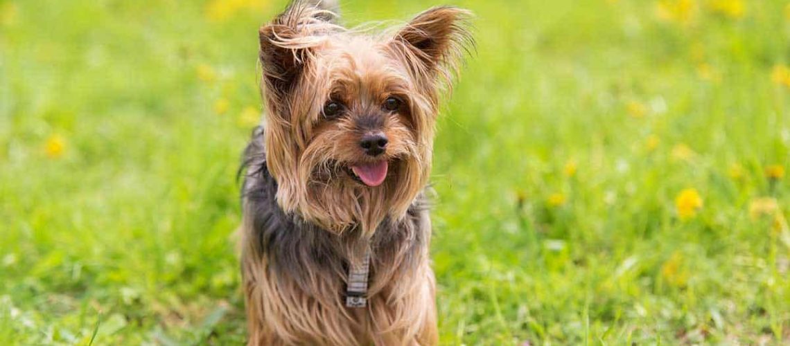 Yorkie Dog Names-WildCreaturey