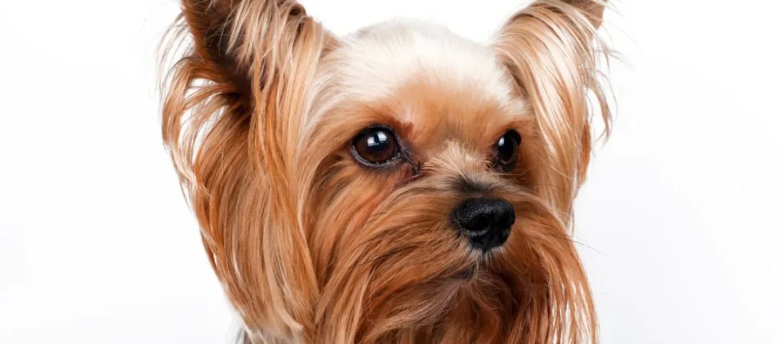 Yorkshire Terrier (Yorkie): Dog Breed Characteristics & Care-WildCreaturey