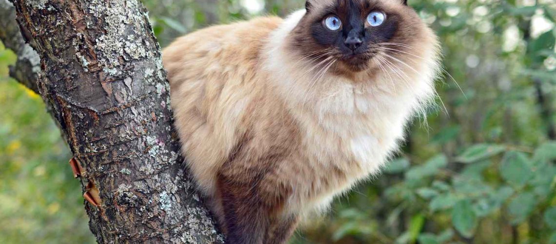 Balinese Beauty: The Long-Haired Siamese Cat Breed Unveiled