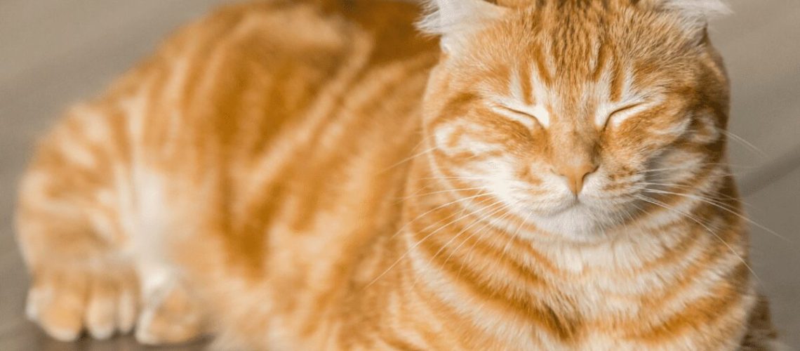 225 Orange Boy Cat Names