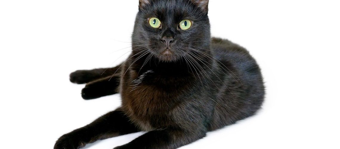 Black Magic: Pawsitively Cool Facts About Black Cats