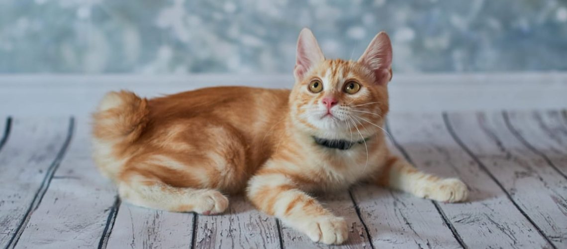 Hidden Gems: Cat Breeds That Are Rare Yet Adorable