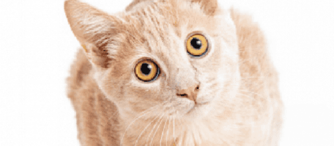 Cream Colored Cat Names