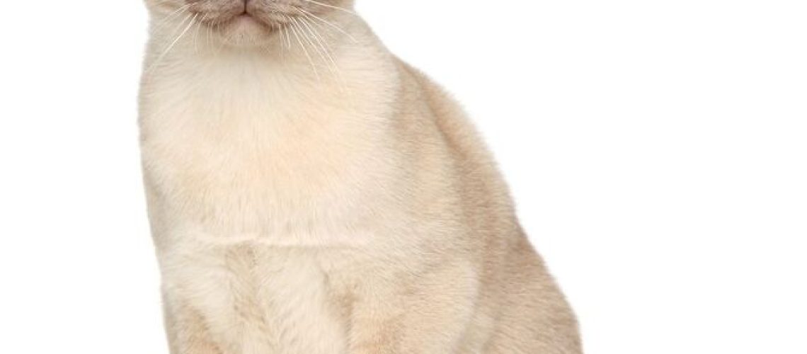 Burmese Cats: Golden Bundles of Feline Joy