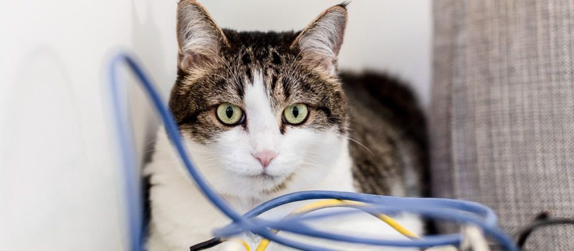 Protect Those Cords! Stop Cats from Chewing