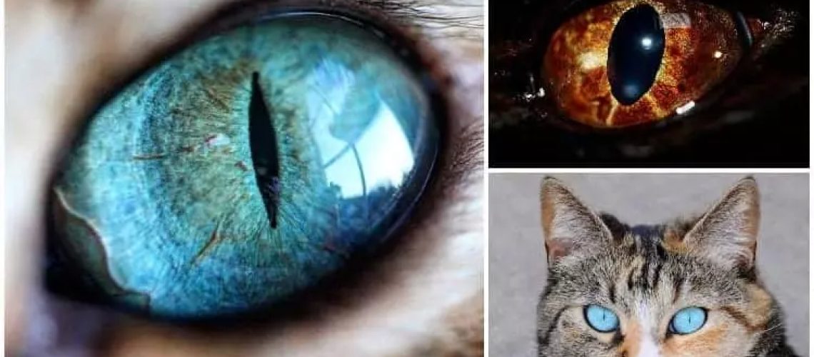 Cats and Their Very Unique Eyes