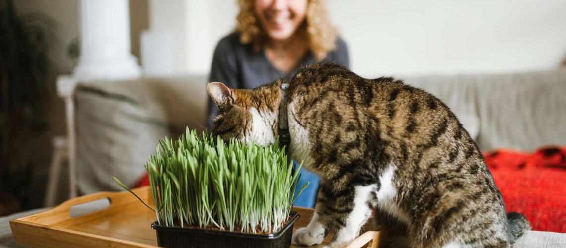 Grass Gourmets: Why Cats Love to Eat Grass