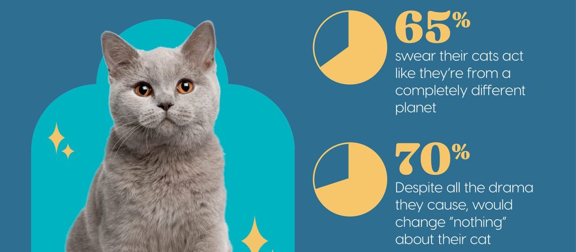 Explore the Sources of Your Cat's Personality