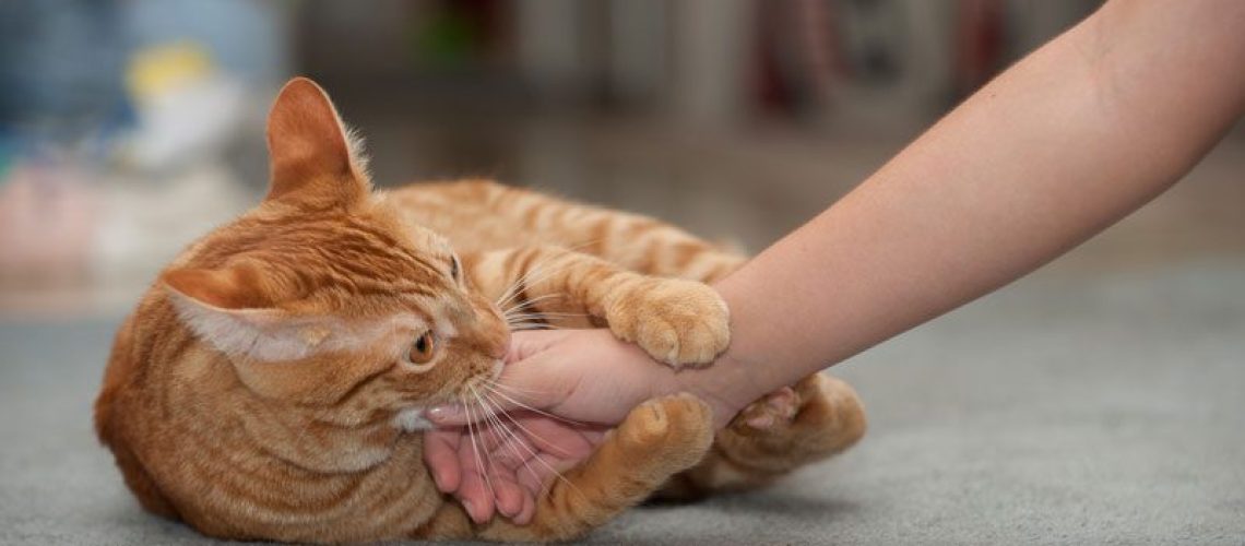 Gentle Touch: Preventing Cat Bites and Scratches