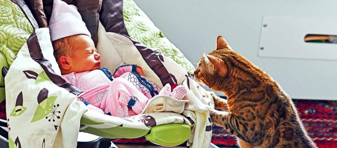 Baby Meets Kitty: Safe Introductions