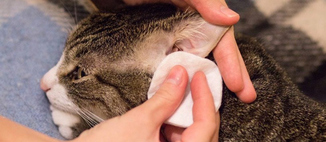 cats-owner-cleaning-its-ears-with-a-cotton-pad_Te9l_Shutterstock