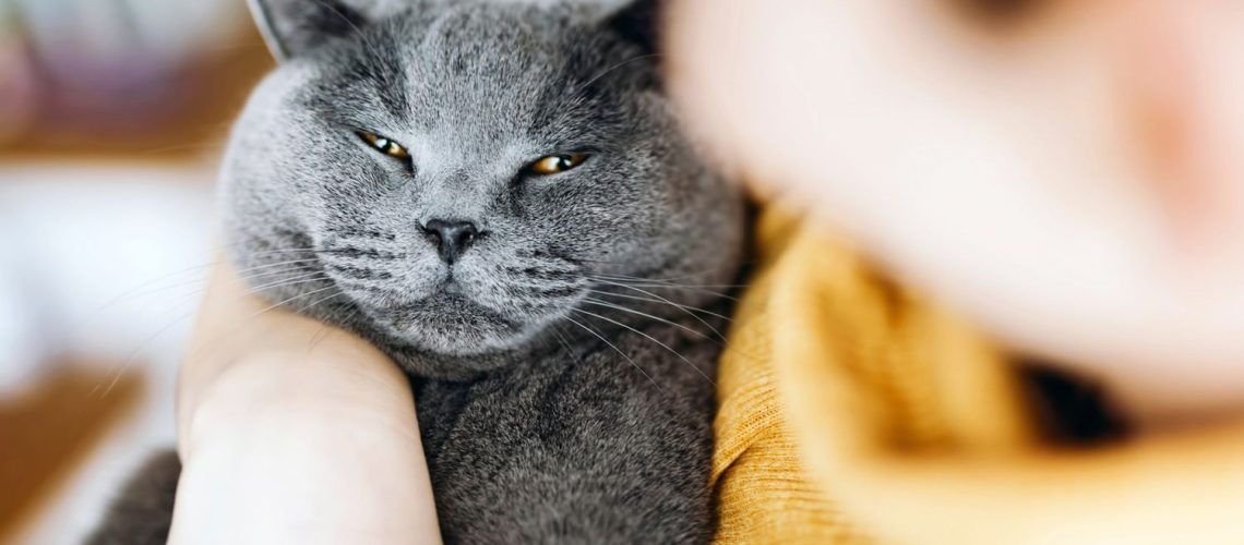 Chartreux Cats: Silent Observers with a Soft Purr