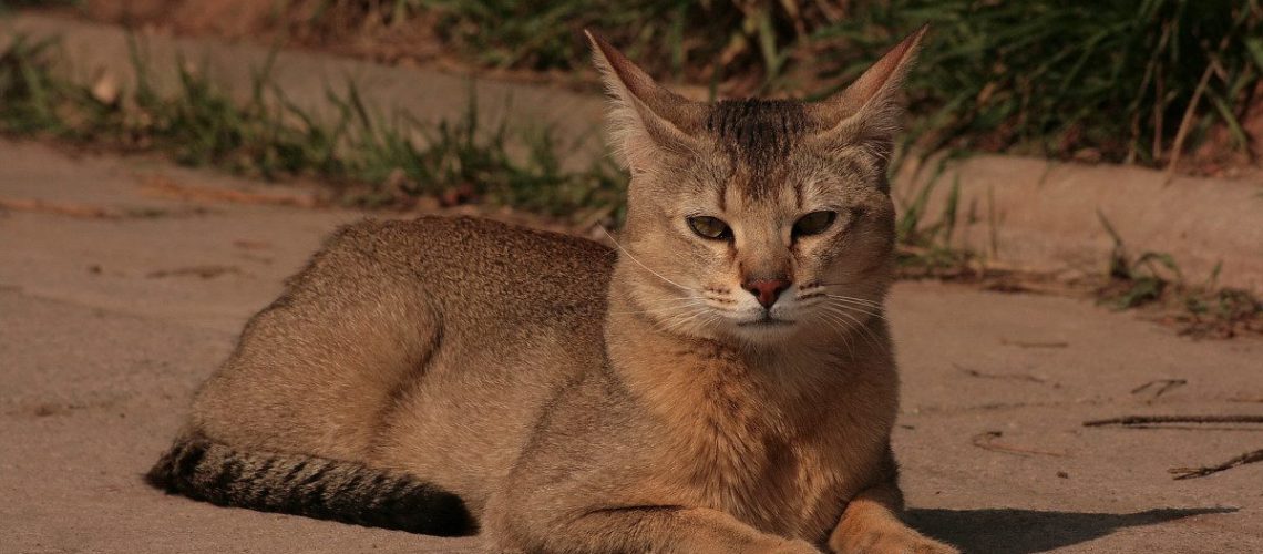 Chausie Cats: Jungle Vibes in a Home Setting