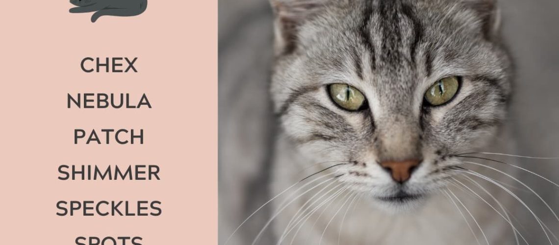 75 Gray Cat Names