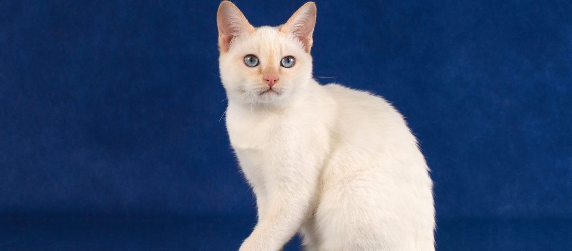 Bobtail Wonders: Unique Cat Breeds to Adore