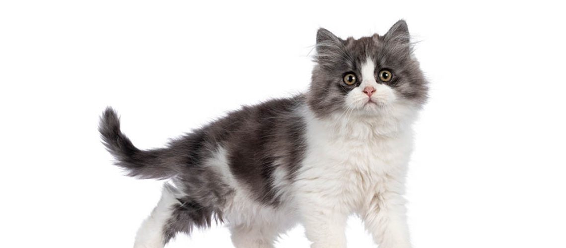 Cymric Cats: A Blend of Beauty  Breed Traits  & Care