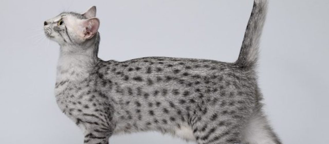 Egyptian Mau Cats: Dive into Ancient Feline Beauty