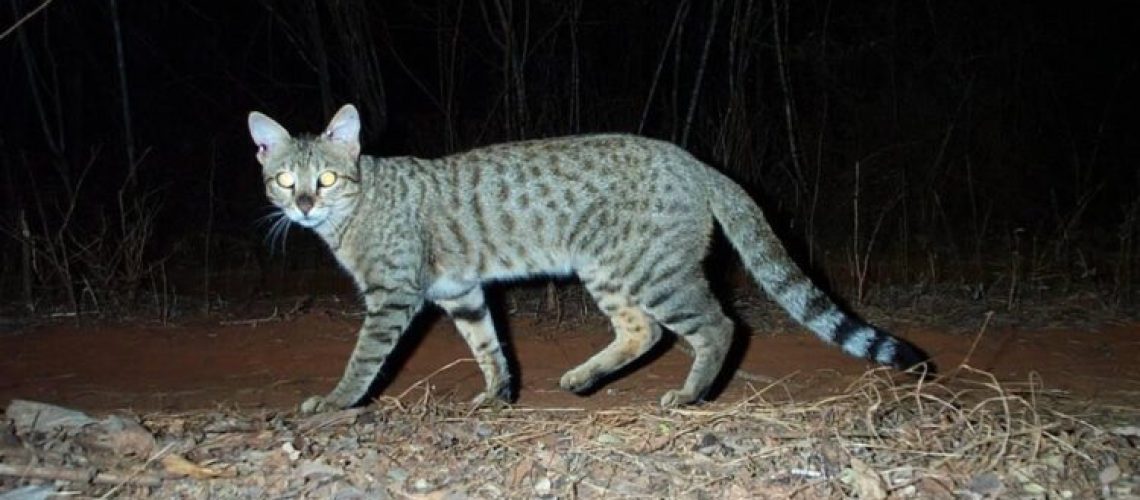 Mystery of the Wild: What is a Feral Cat?