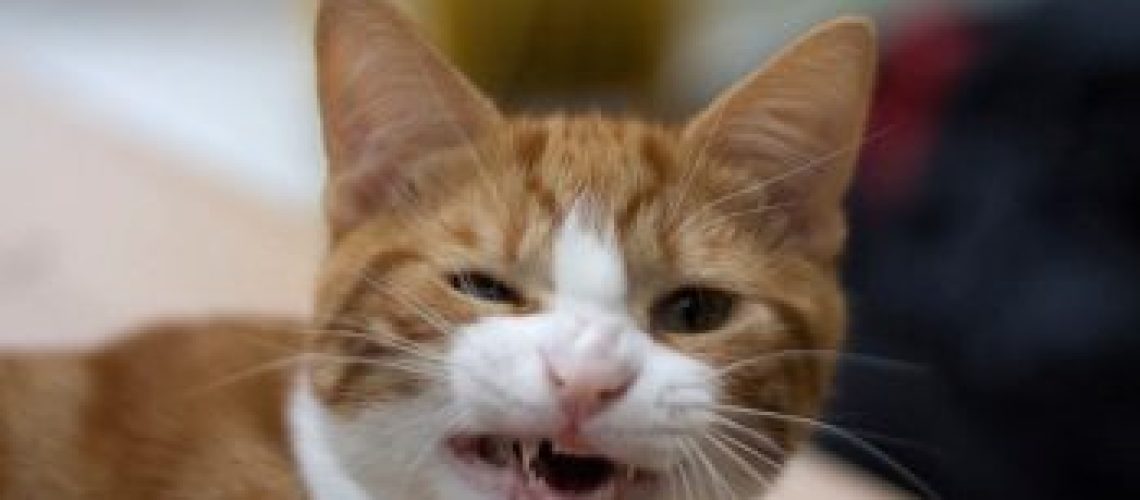 Flehmen Fun: What's That Funny Face Your Cat Makes?