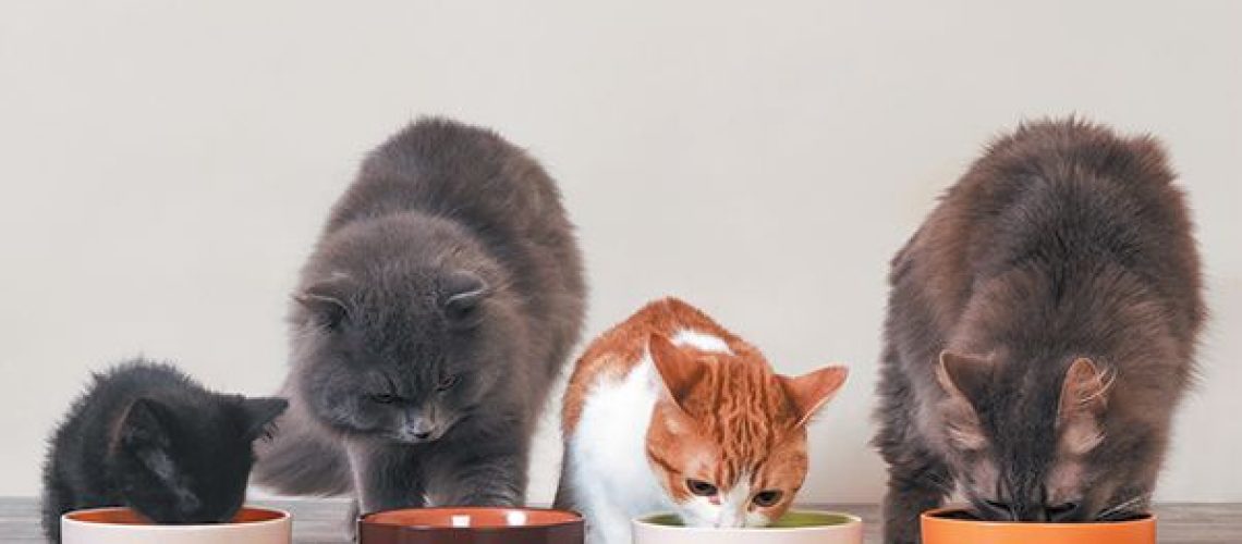 how-to-get-free-cat-food-in-battle-cats-wildcreaturey