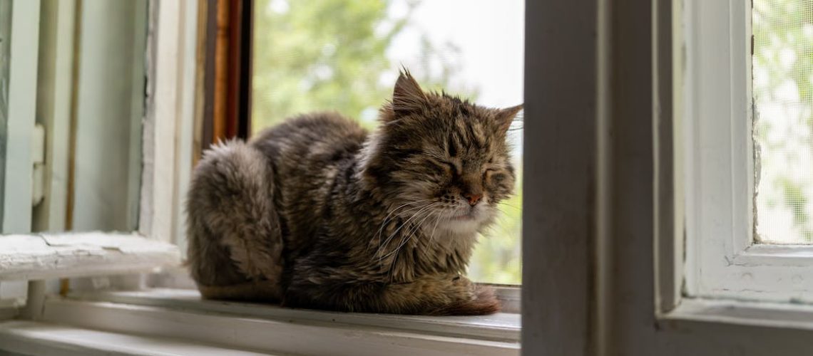 free-photo-of-a-cat-sitting-in-the-window