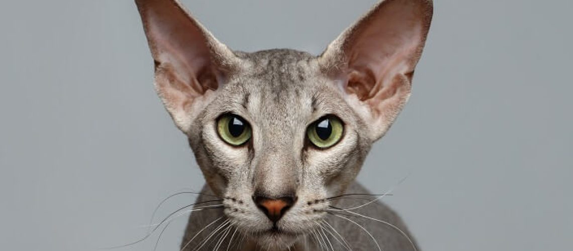 Peterbald Perfection: Unraveling the Cat Breed's Traits & Care