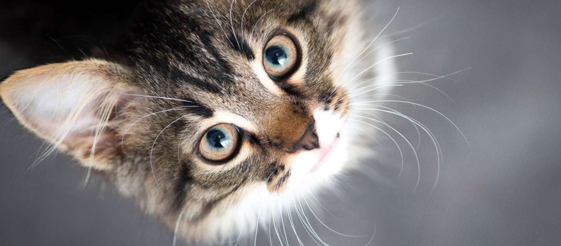 104 Tabby Cat Names