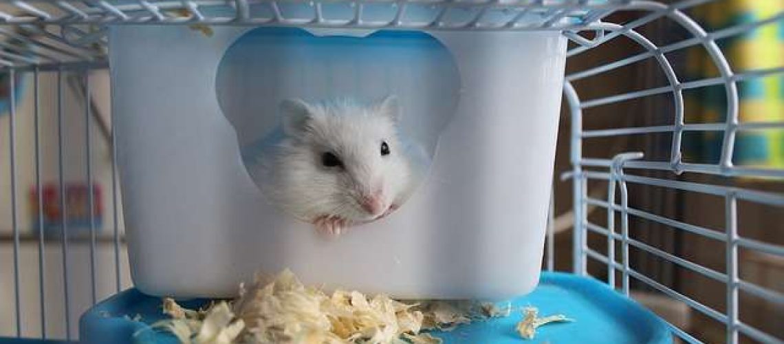 How Much is a Hamster Cage