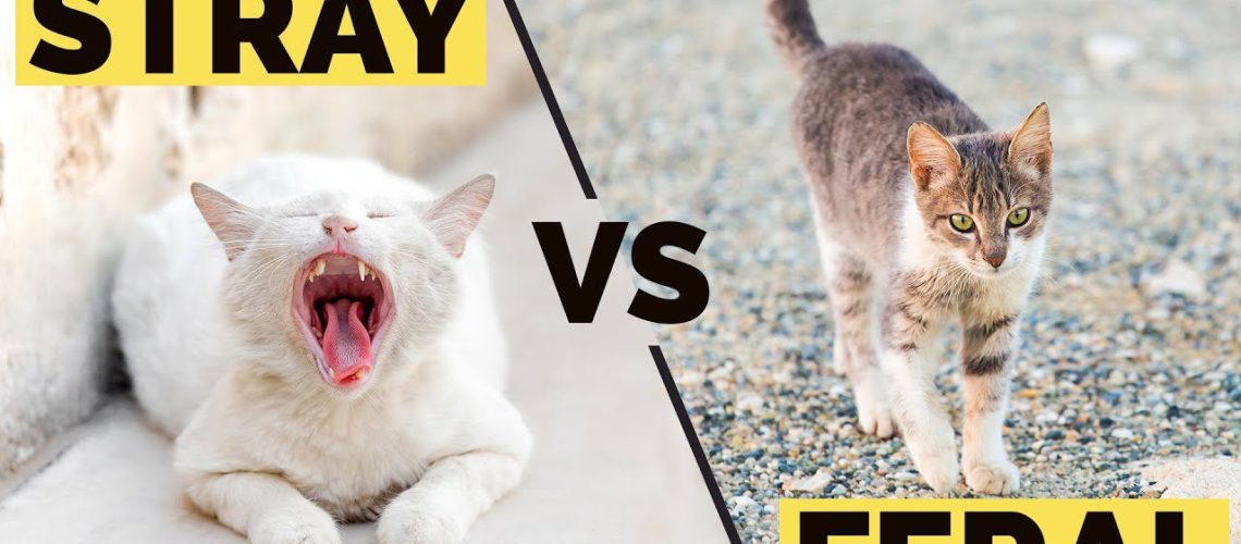 Video Thumbnail: How Do Feral Cats Differ From Stray Cats? | Can Ferals Or Strays Be Adopted?