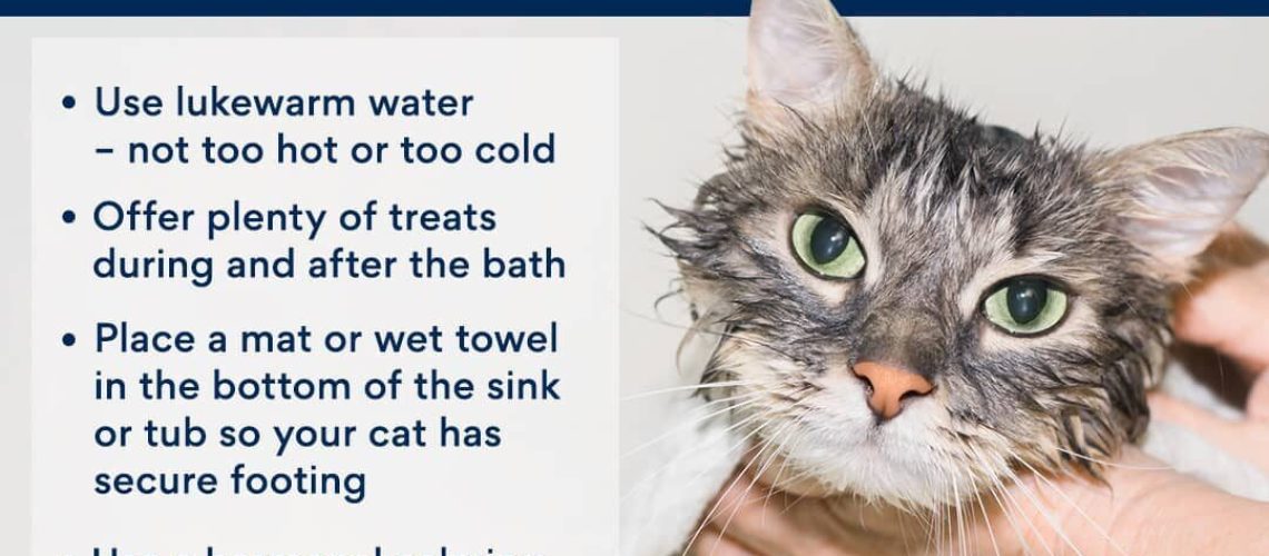 How to Give Your Kitten a Bath-WildCreaturey