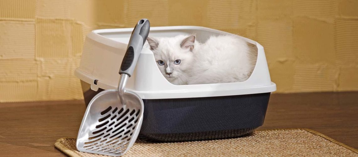 Kitten's First Steps! Guide to Litter Box Training