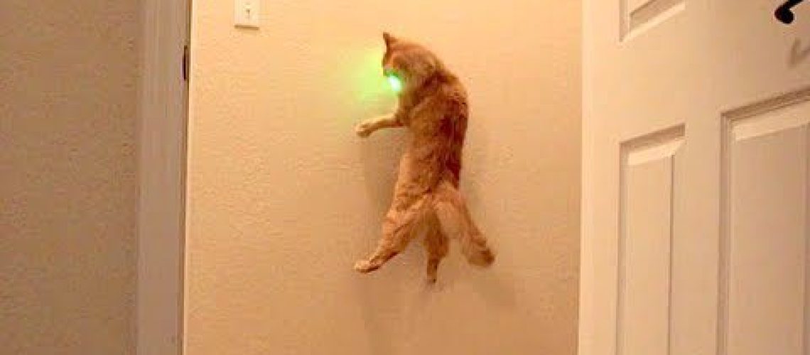 Laser Chase: Cats Dazzling Dance