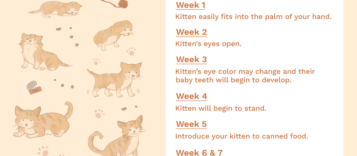 Kitten Development in the First Six Weeks of Life