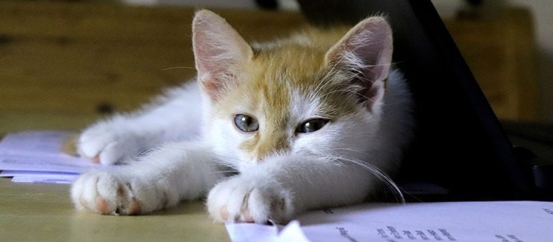 Paper Munchers: Why Cats Love Paper & How to Distract Them