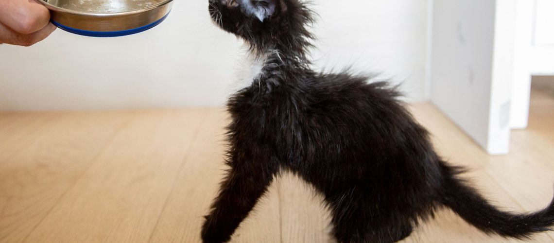 Paw-dance Ritual: Why Cats Paw the Floor After Eating