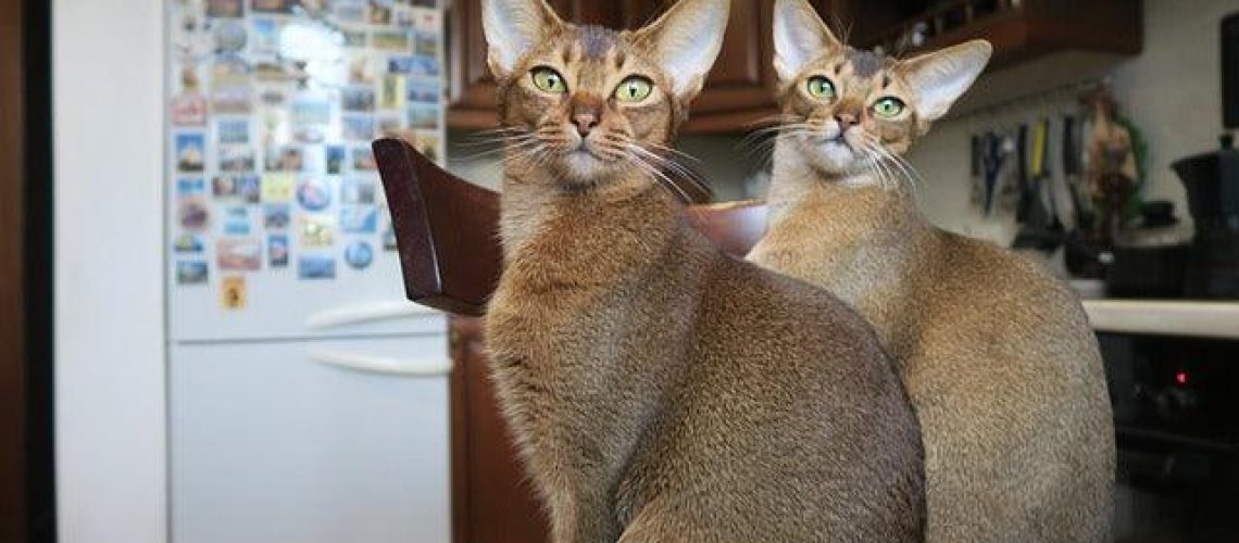 Abyssinian Cats: Ancient Playful Spirits